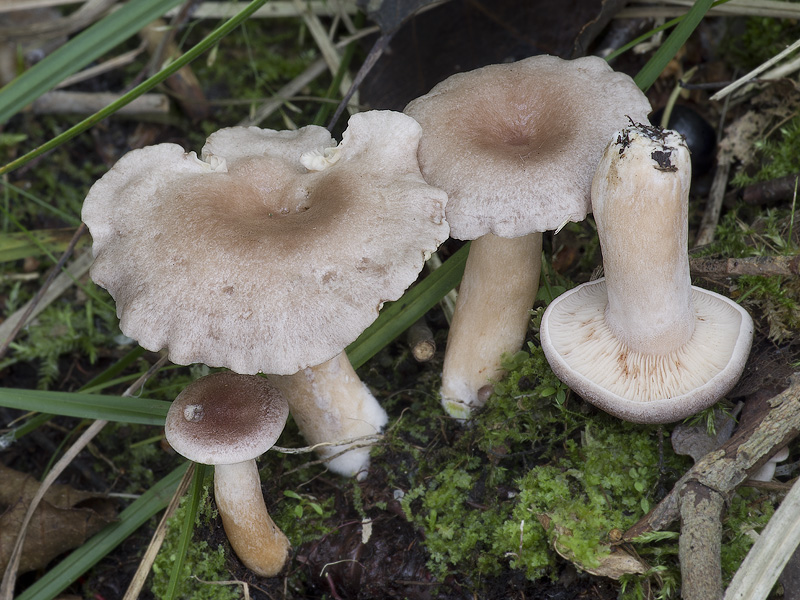 Lactarius vietus